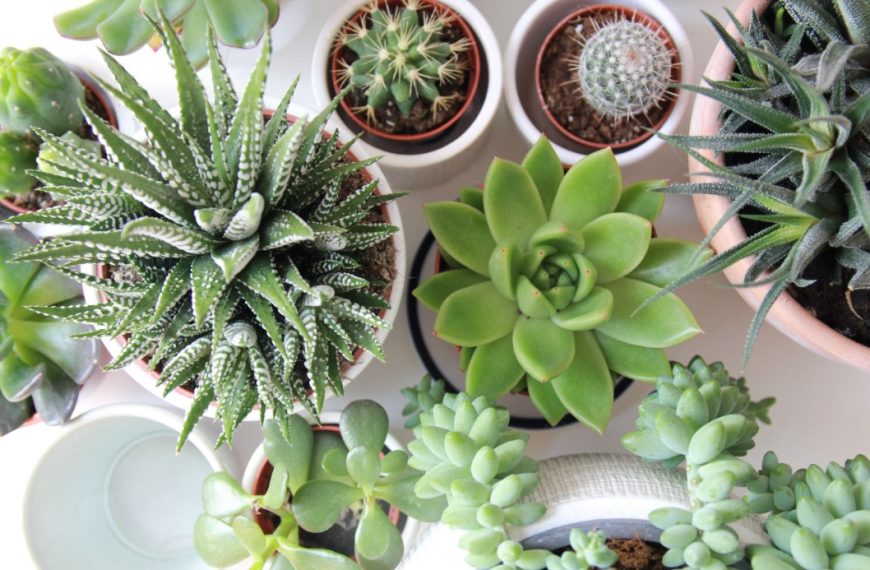 Low-Maintenance Plants That Thrive on Balconies in Malaysia’s Weather